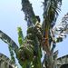 2005_indonesiatrip_199_2
